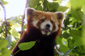 Rode panda's zijn ook best nieuwsgierig!