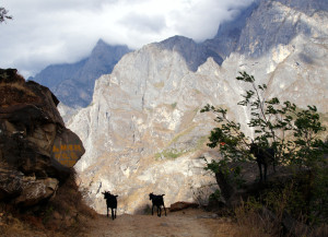 Als geiten al de Tiger Leaping Gorge trail kunnen lopen dan kunnen wij dat ook! 