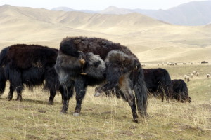Yaks en schapen op de Sangke graslanden
