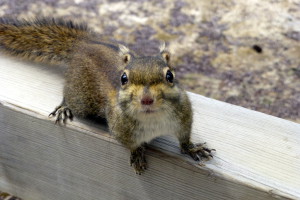 Nieuwsgierige chipmunk