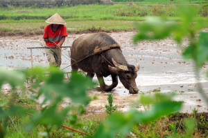 Met behulp van een waterbuffel wordt een akker geploegd voor een nieuwe aanplant van rijst.