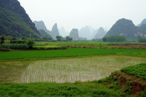Rijstakkers te midden van de karstbergen.
