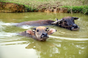 Deze waterbuffels zoeken even wat verkoeling. Het is vochtig  benauwd weer.
