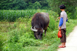 Is dit werken of wordt de waterbuffel hier even uitgelaten tijdens een boodschap?!