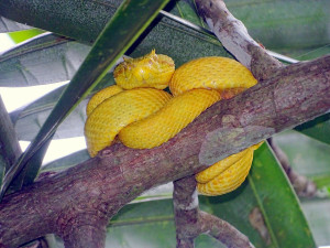 Yellow Eyelash Pit Viper