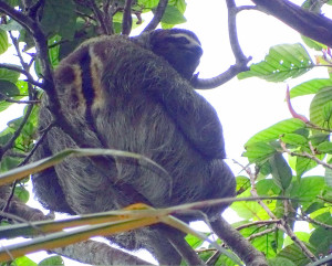 Drie-vingerige luiaard