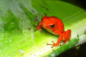 Poison Red Dart Frog
