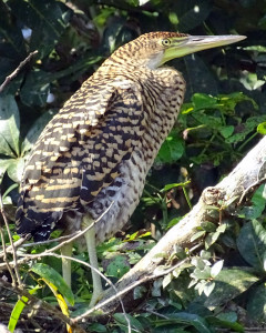 Bare-throated tiger heron