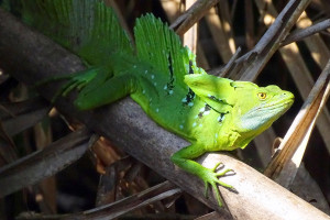 Emerald Basilisk (Jesus Christ Lizard)