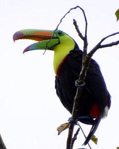 Keel-Bill Toucan