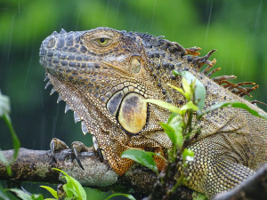 Groene leguaan (in paartijd)