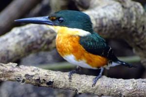 American Pygmy Kingfisher