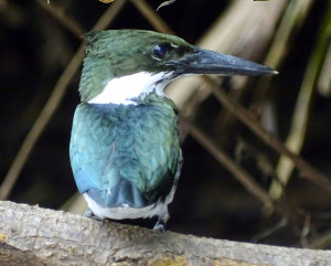 Vrouwtje van de Amazon Kingfisher