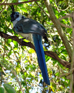 White-throated Magpie-Jay