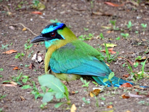 Blue-Crowned Motmot neemt een zandbad