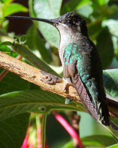 Een van de vele kolibries...