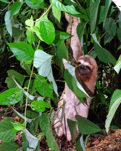 "Perezoso Jacquelinus": De jonge luiaard die Jacqueline vond