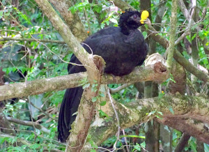 Great Curassow (mannetje)