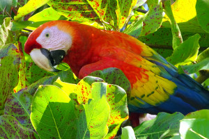 Scarlet Macaw