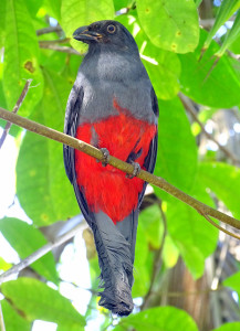 Slaty-Tailed Trogon