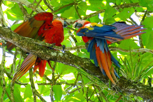 Kibbelende Scarlet Macaws