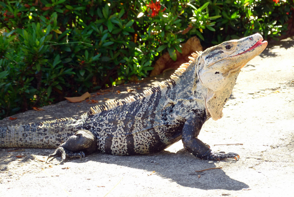Deze zat  op het terras bij ons huisje. 