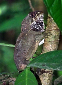 black helmeted iguana
