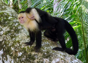 moeder met jong kapucijnaapje