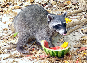 wasbeertje scharrelt bij het strand