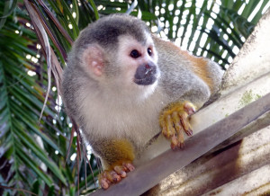 Squirrel Monkey ofwel doodshoofdaapje