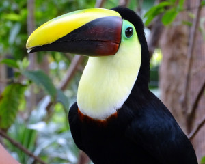 Chestnut-Mandibled toucan
