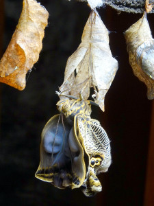 Great Owl net uit zijn cocon