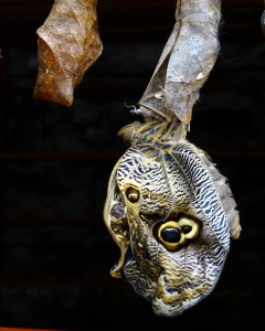 Een tijdje later zijn de vleugels al duidelijker zichtbaar