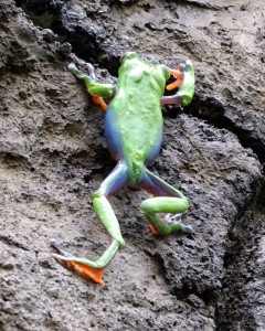 De Blue-sided leaf frog is een goede klimmer