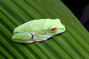 Een Red-Eyed Tree Frog gaat slapen