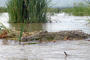 Een krokodil rust uit