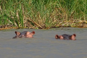 Nijlpaarden