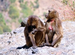 Gelada bavianen