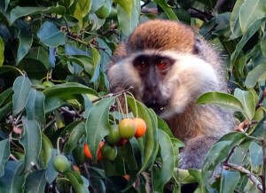 Vervet monkey