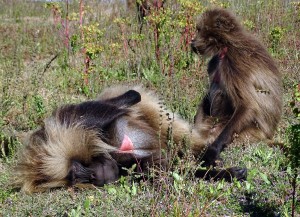 Gelada bavianen aan het vlooien