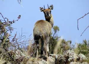 Klipspringer
