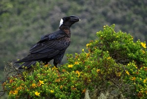 Thick-billed raven