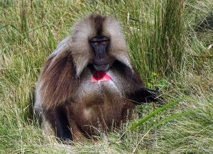 Gelada baviaan