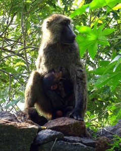 Opwarmen in de ochtendzon