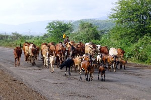 Telkens weer uitwijken voor koeien en geiten