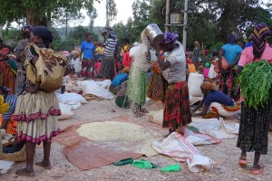 Het graan wordt gezeefd