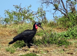 Abyssinian ground hornbill