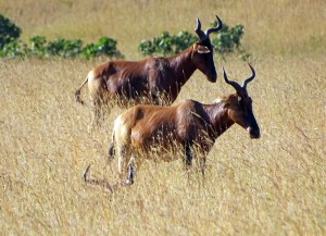 Swayne's hartebeest