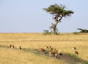 Het typische landschap van Senkele NP