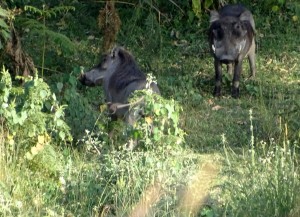 Knobbelzwijnen in Senkele